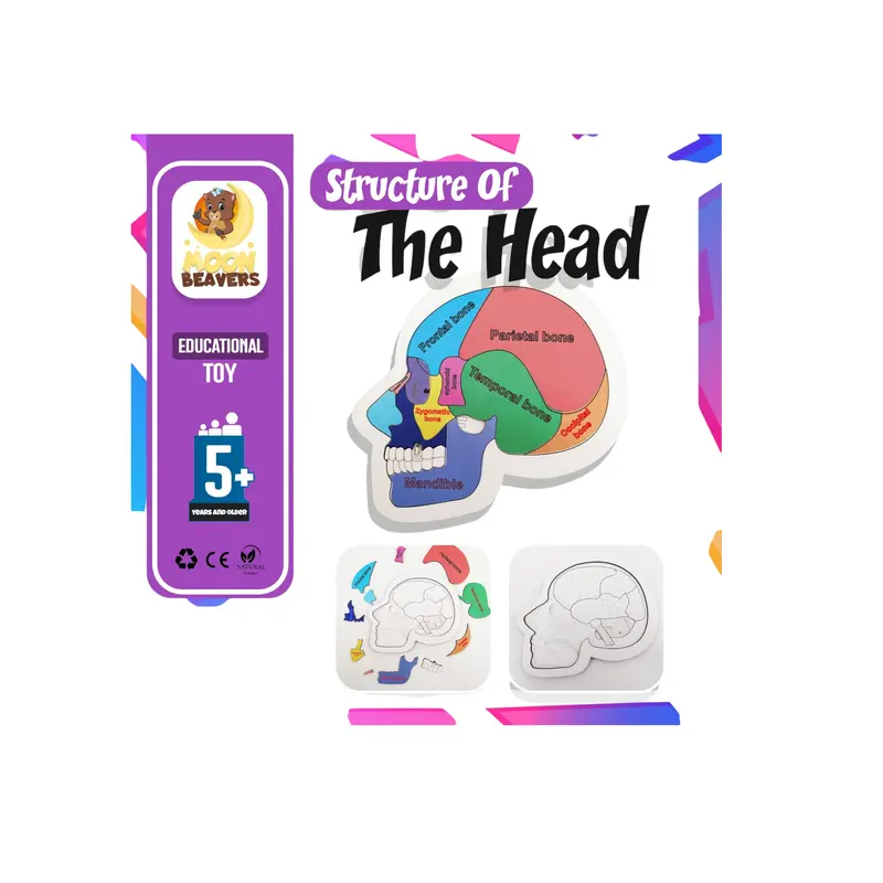 Anatomy Puzzle: Structure Of The Human Head – 20 × 20 Cm Educational Model 1