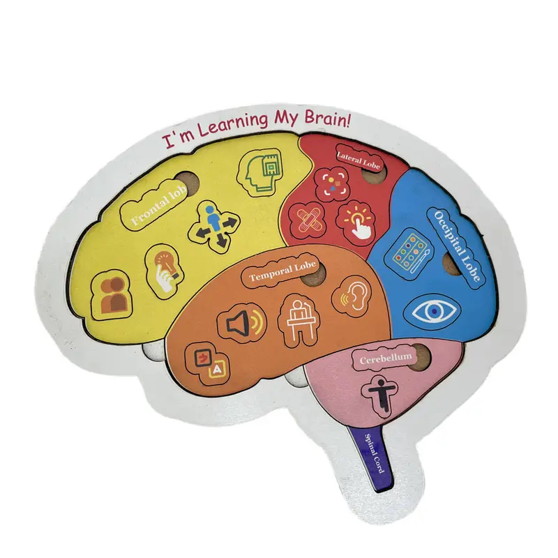 ‘I Am Learning My Brain’ Educational Puzzle – 20 × 20 Cm Wooden Anatomy Toy 1